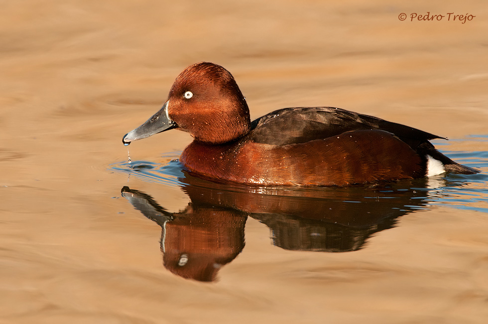 Porrón pardo (Aythya nyroca)